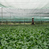 Sarsi Leaf Essential Oil