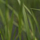 Lemongrass Essential Oil