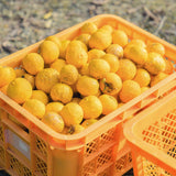Misho Yuzu Essential Oil