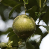 Green Mandarin Essential Oil