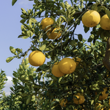 Dien Pomelo essential oil