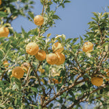 Misho Yuzu Essential Oil