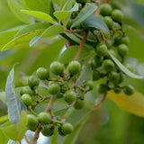 Mountain Pepper Essential Oil