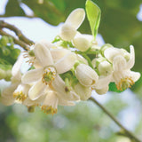 Pomelo Blossom Essential Oil