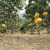 Dien Pomelo Essential Oil