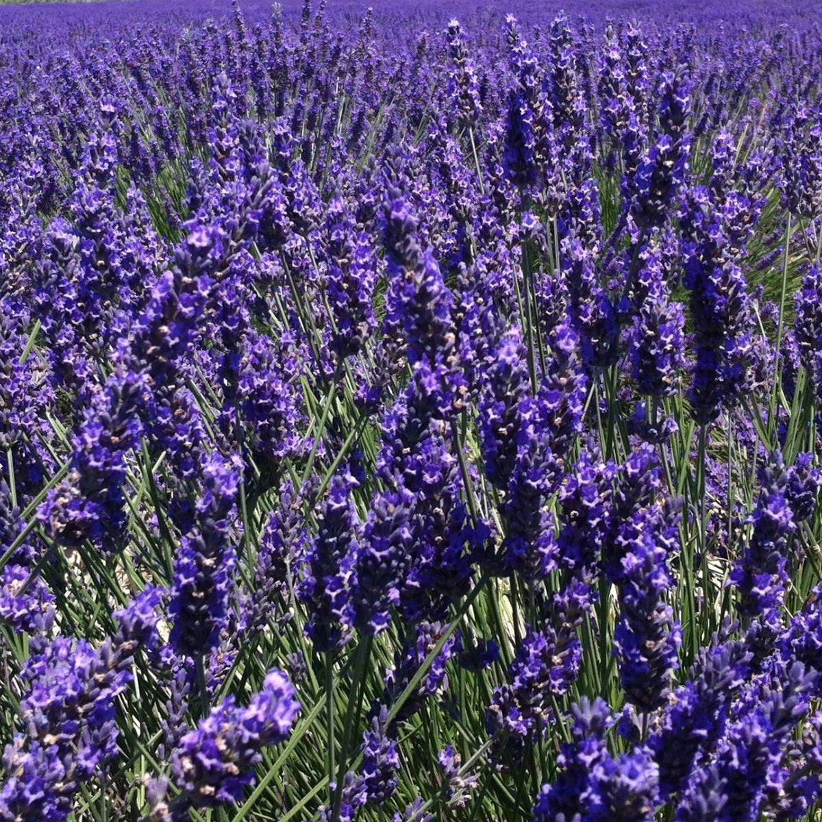 lavendin flower areme essential oil