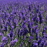 lavendin flower areme essential oil