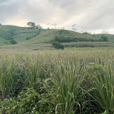 Citronella Essential Oil