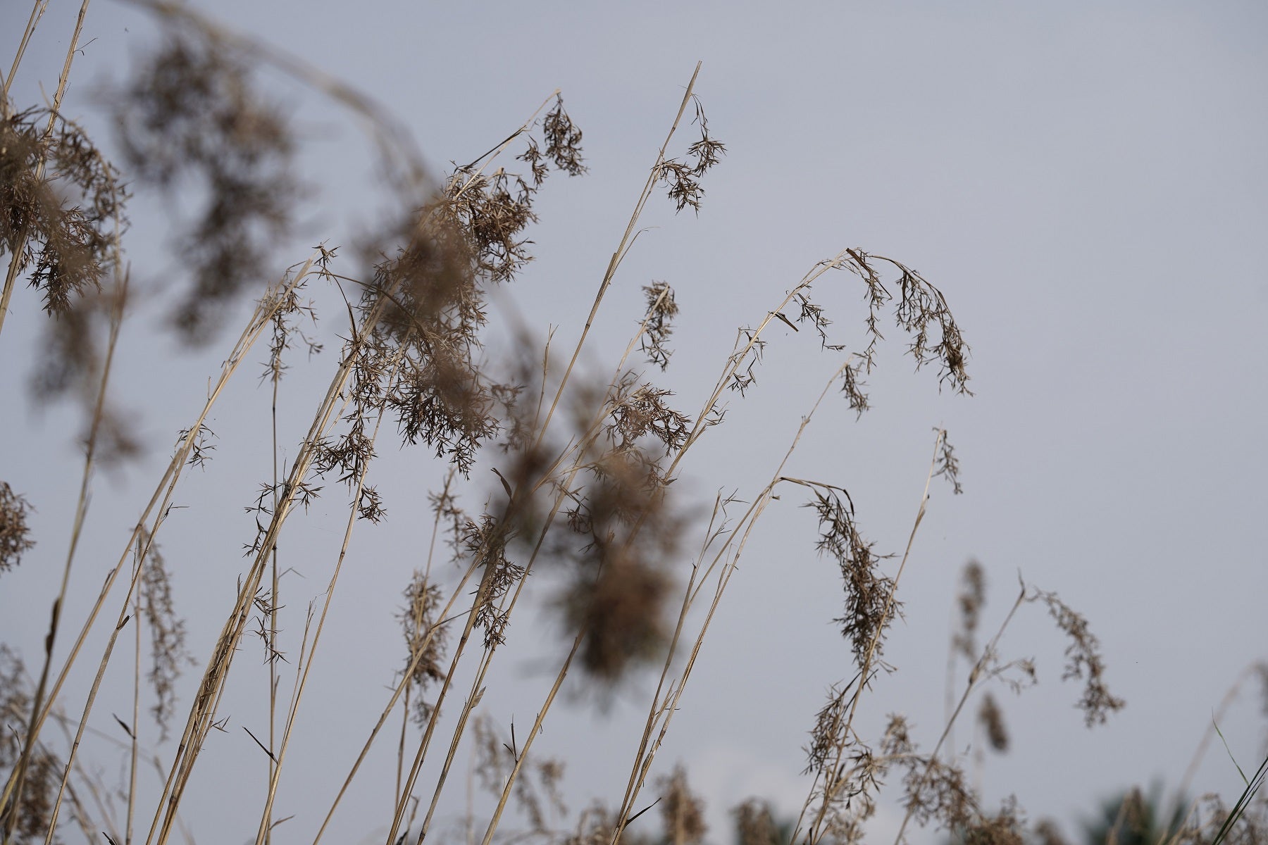 The Story of Scent: Citronella