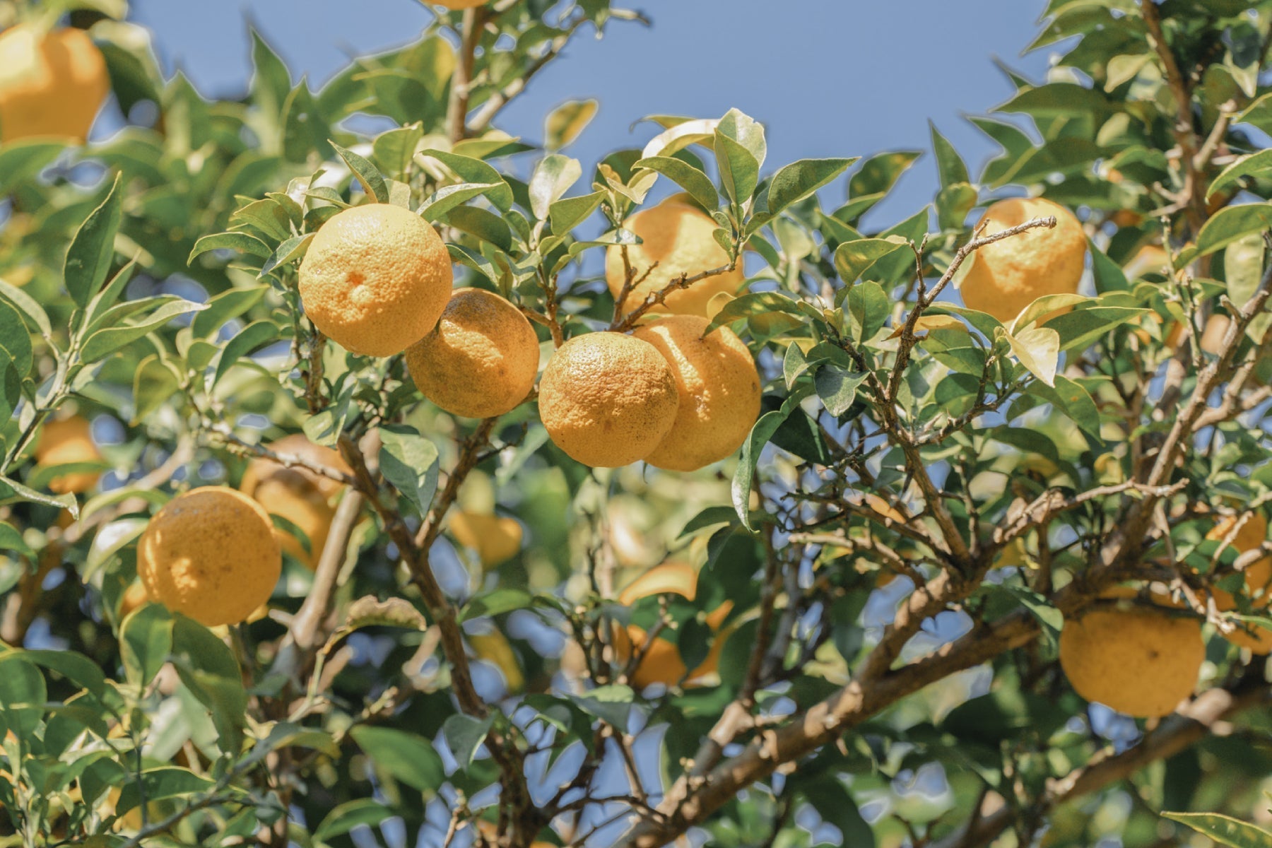 Scent Story: Misho Yuzu