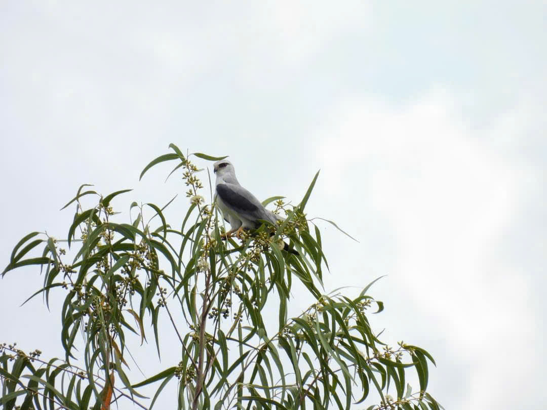 Scent Story: Eucalyptus Camaldulensis