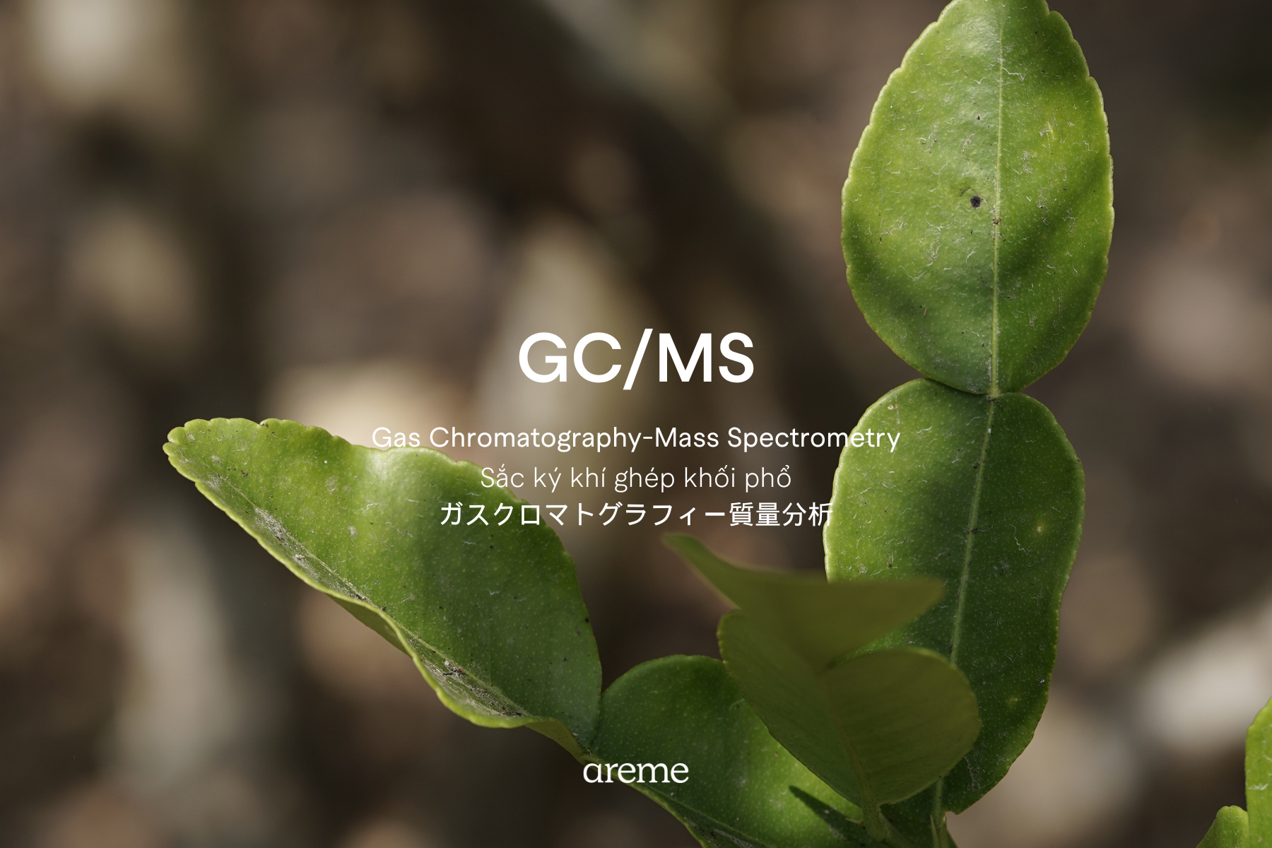 GC-MS Method for Essential Oil Analysis – areme