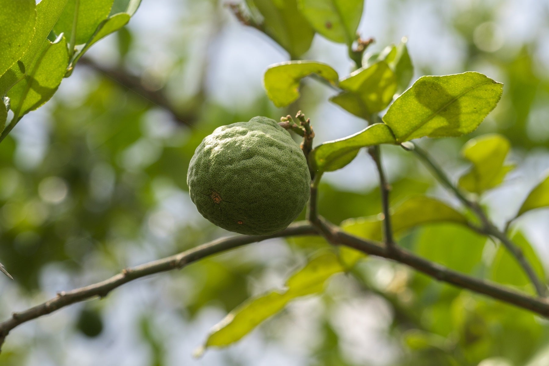 Scent Story: Kaffir Lime