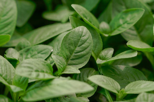 Scent Story: Sarsi Leaves