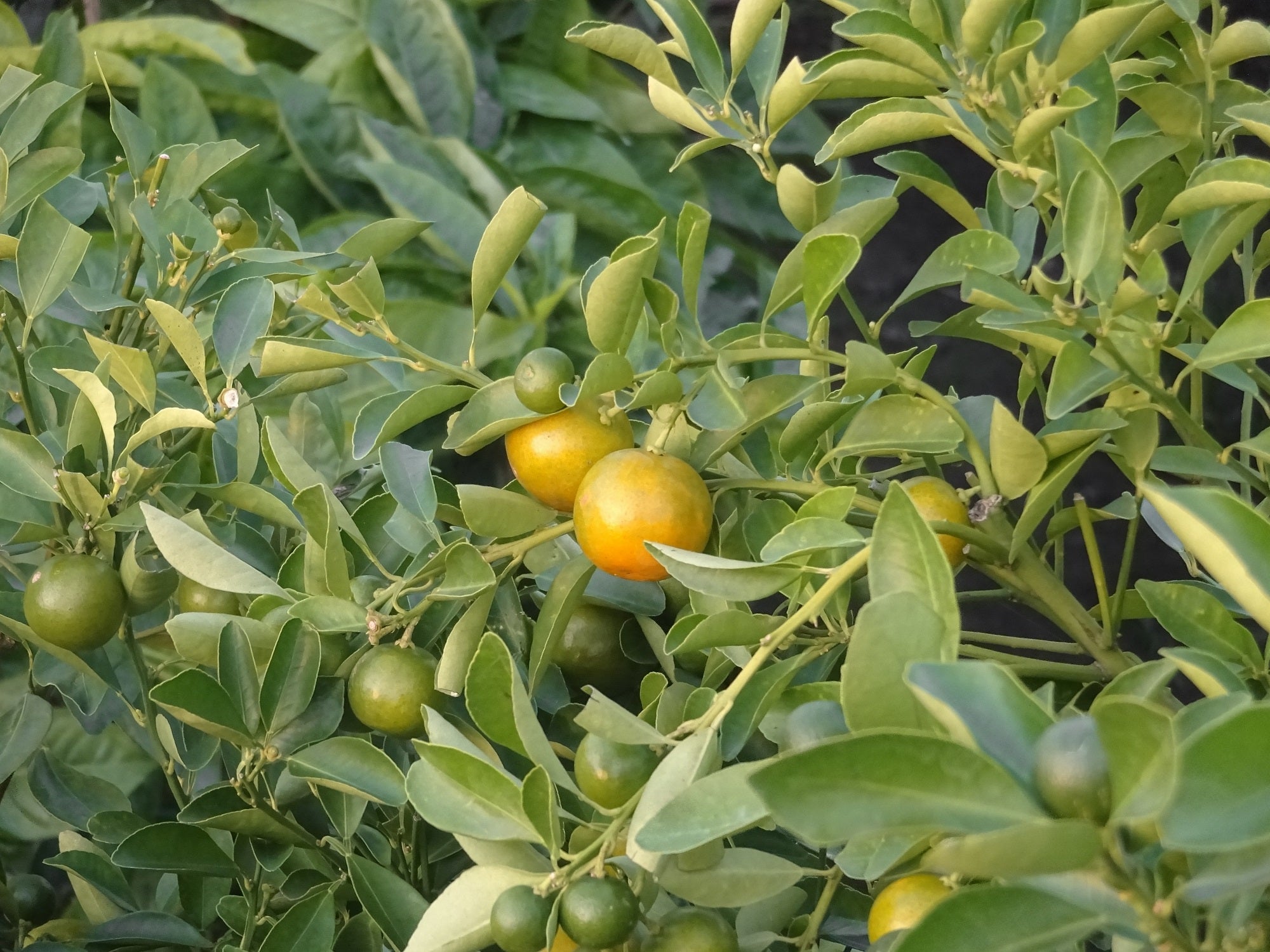 Scent Story: Calamansi