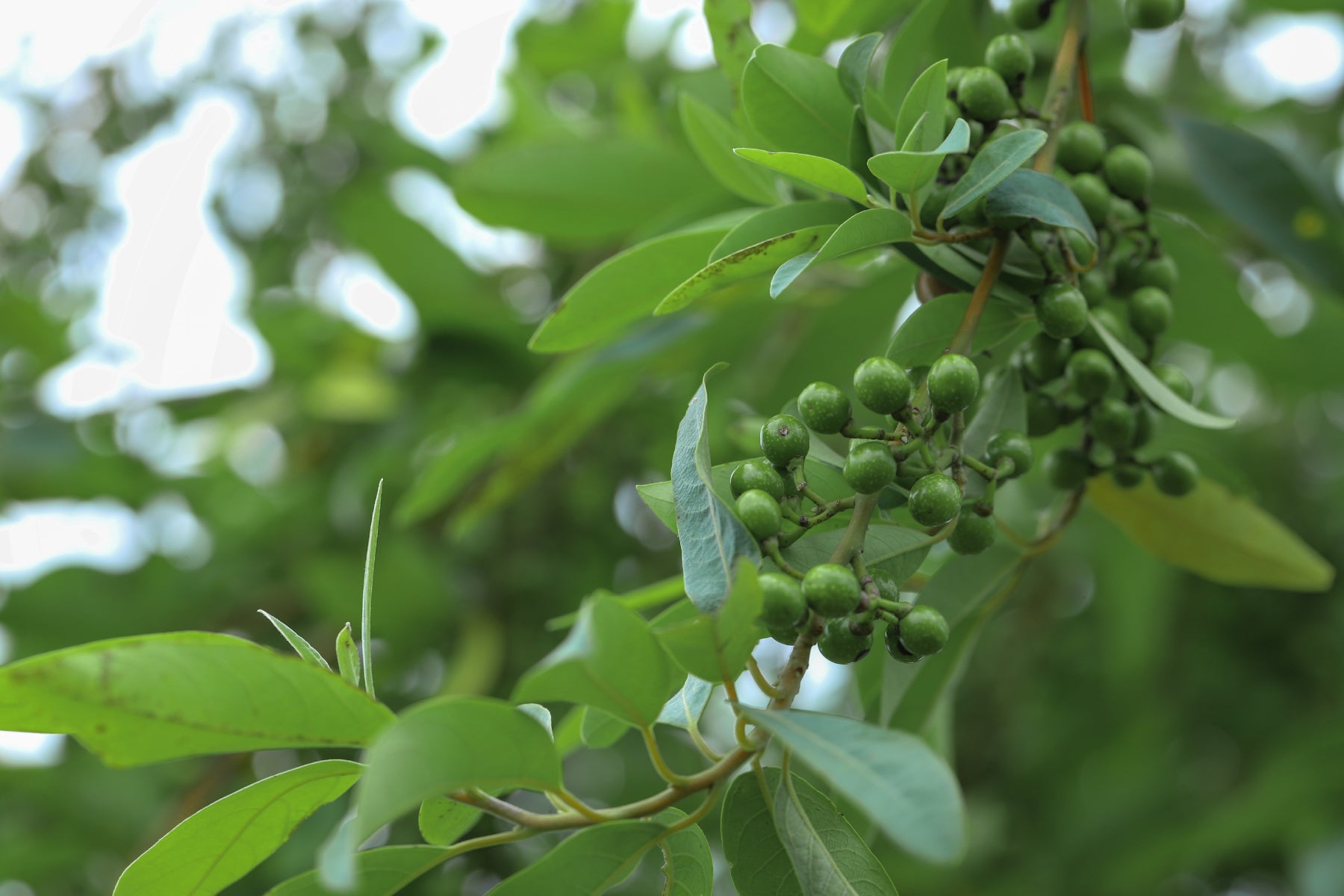 Scent Story: Mountain Pepper