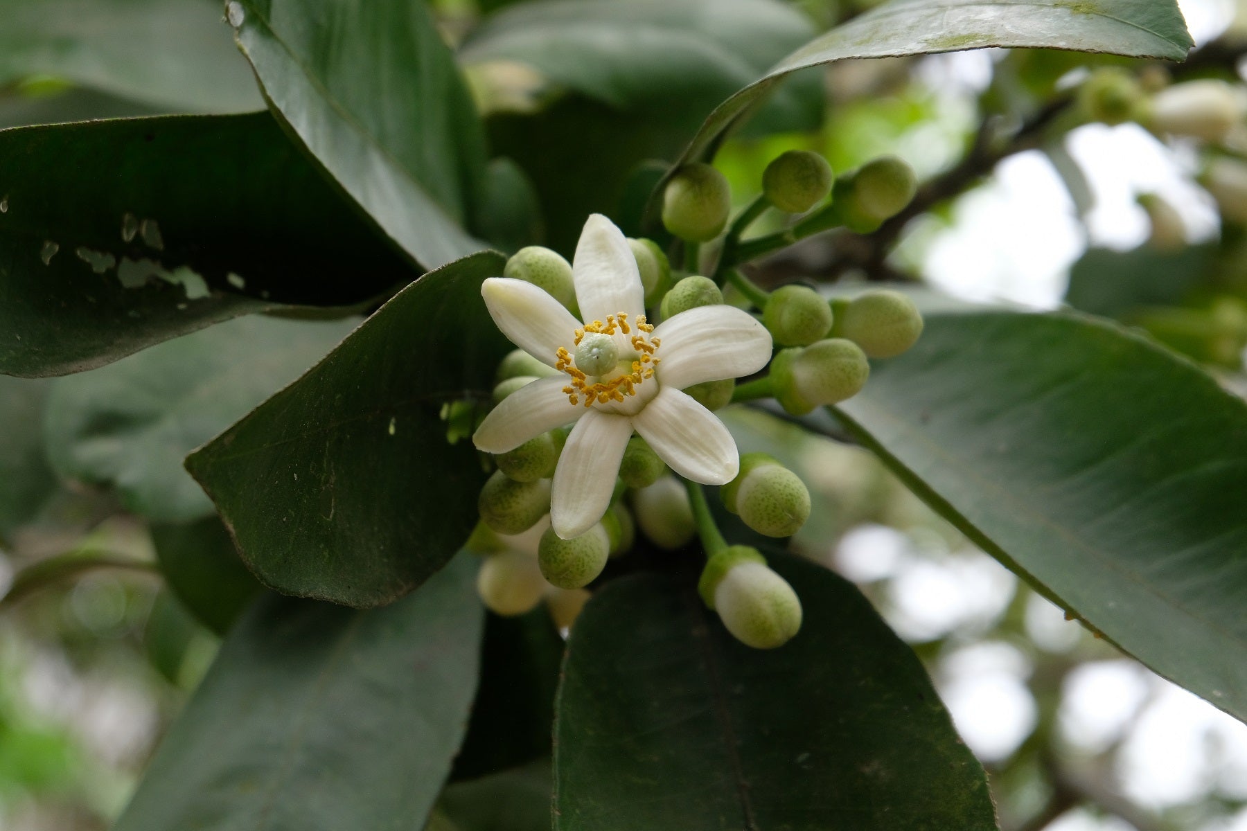 Scent Story: Pomelo Blossom