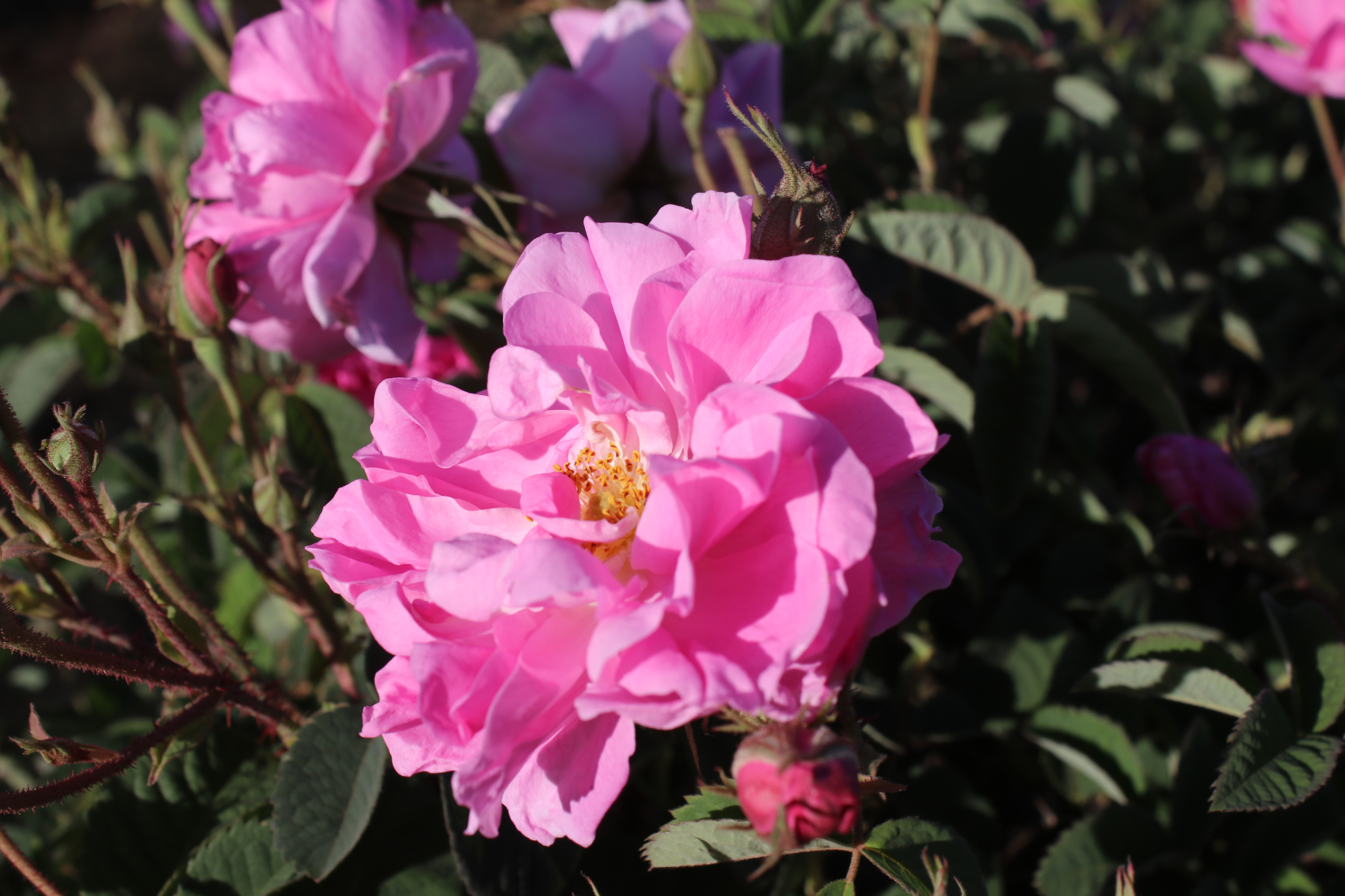 Scent Story: Damask Rose – areme