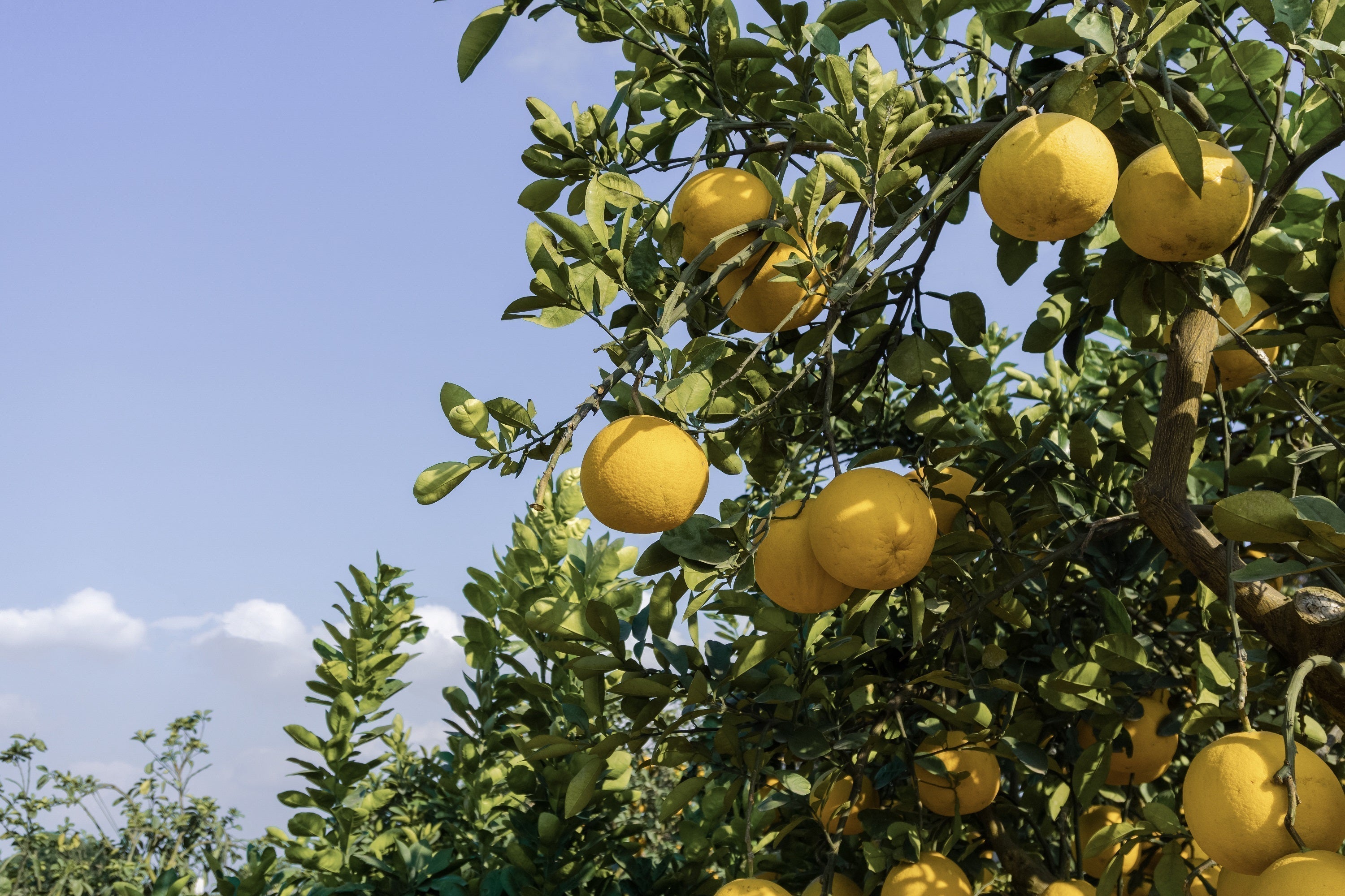 Scent Story: Dien Pomelo