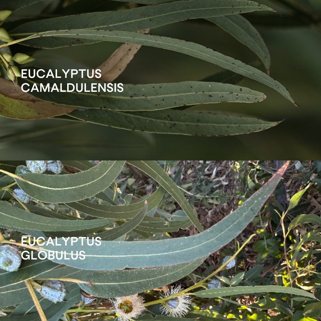 Eucalyptus camaldulensis vs. Eucalyptus globulus essential oil: What's the difference