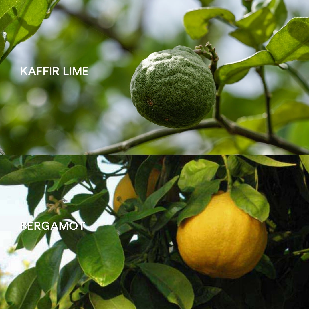 Kaffir lime vs. Bergamot essential oil: What’s the difference