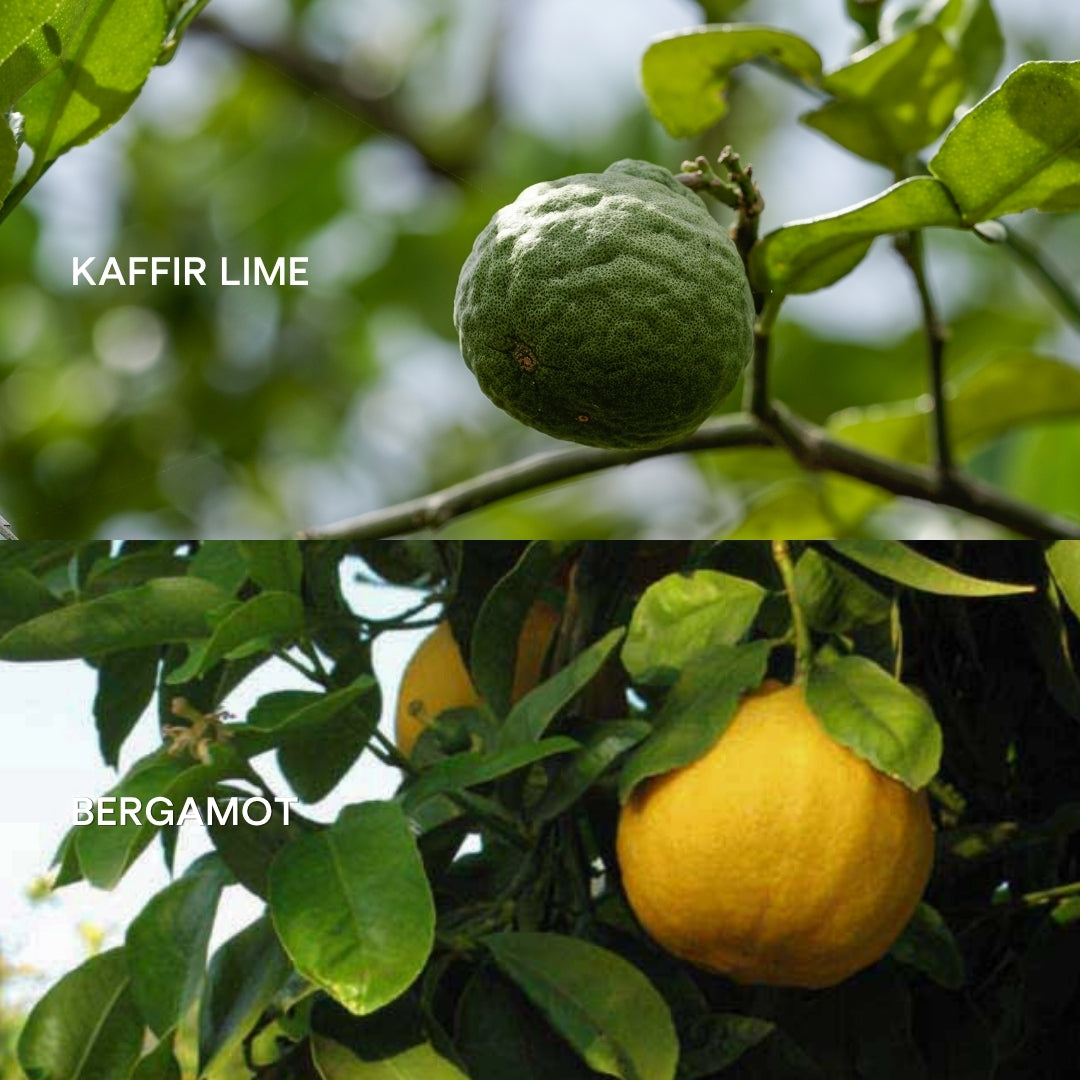 Kaffir lime vs. Bergamot essential oil: What’s the difference