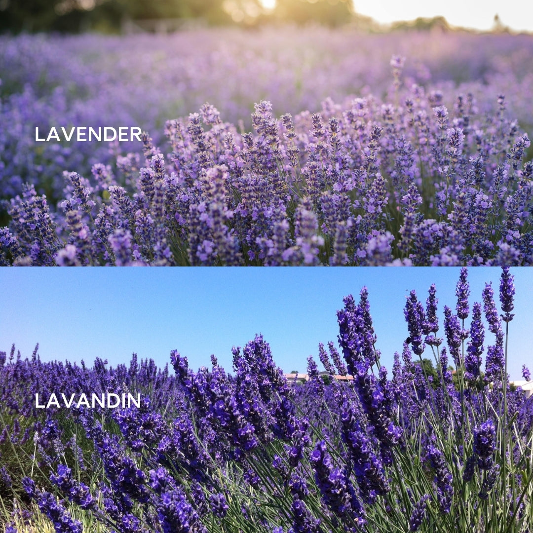 Lavender vs. Lavandin essential oil: What’s the difference?