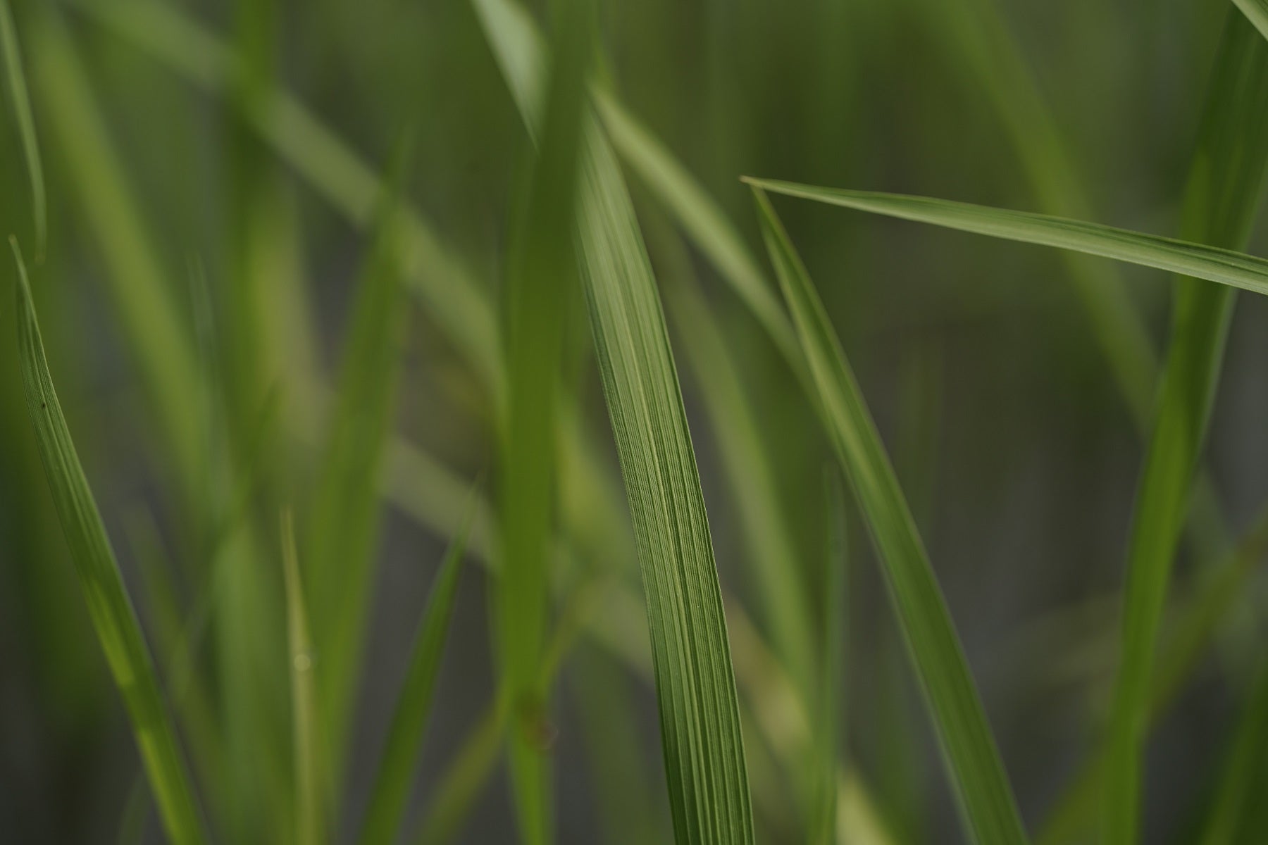 The Story of Scent: Lemongrass