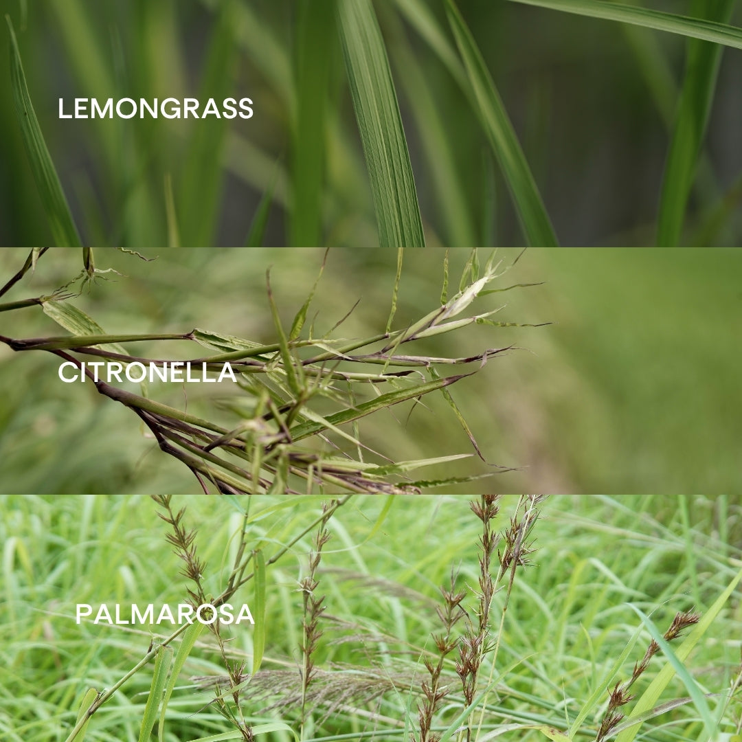 Lemongrass vs. Citronella vs. Palmarosa essential oil: What’s the difference