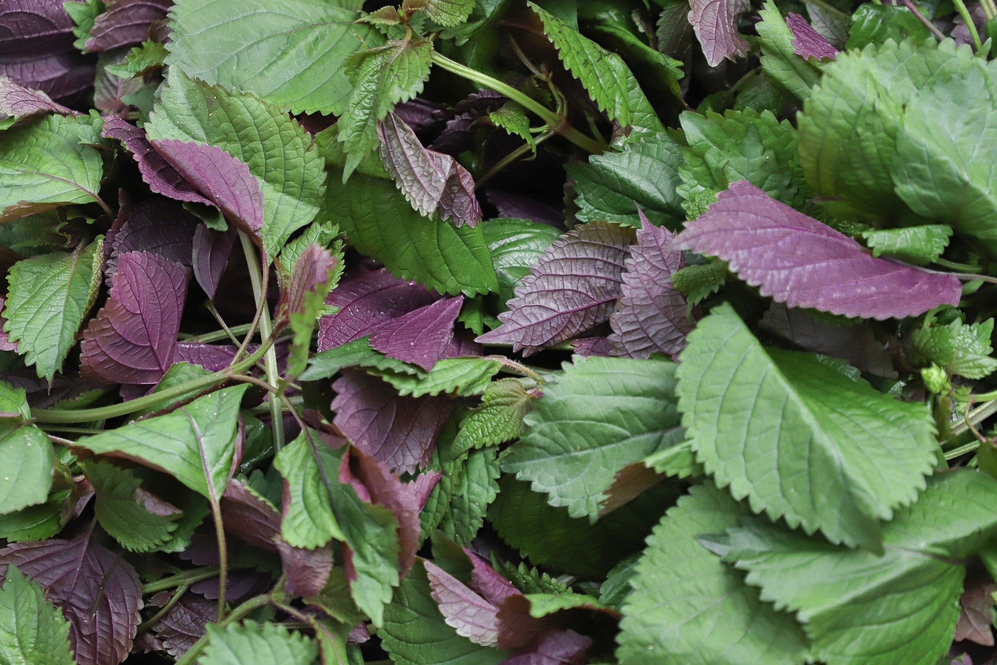 Scent Story: Perilla