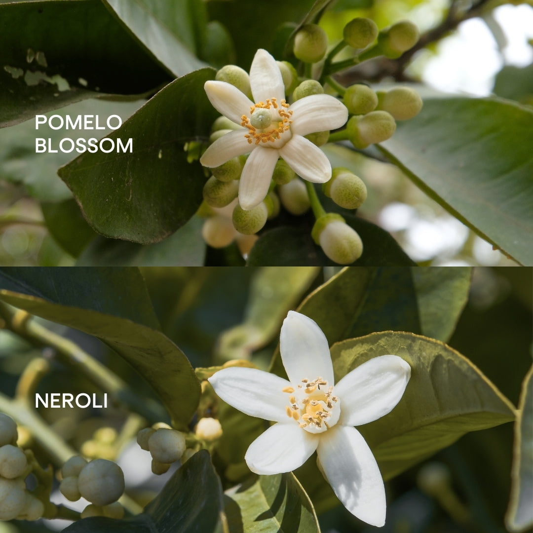 Pomelo blossom vs. Neroli essential oil: What's the difference
