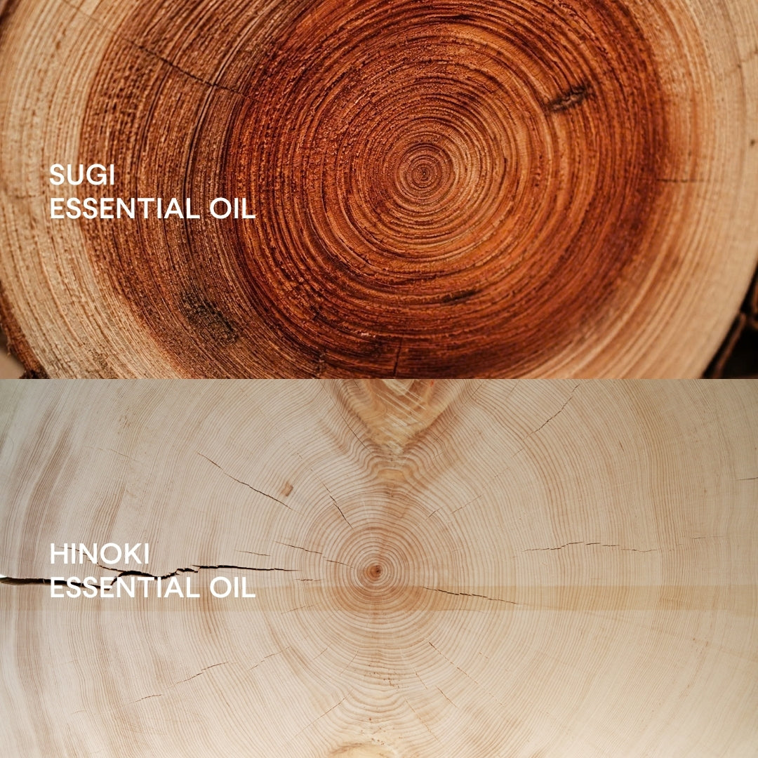 Hinoki essential oil and Sugi essential oil: What’s the difference?