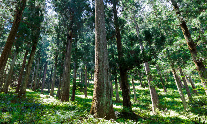 Scent Story: Yoshino Sugi