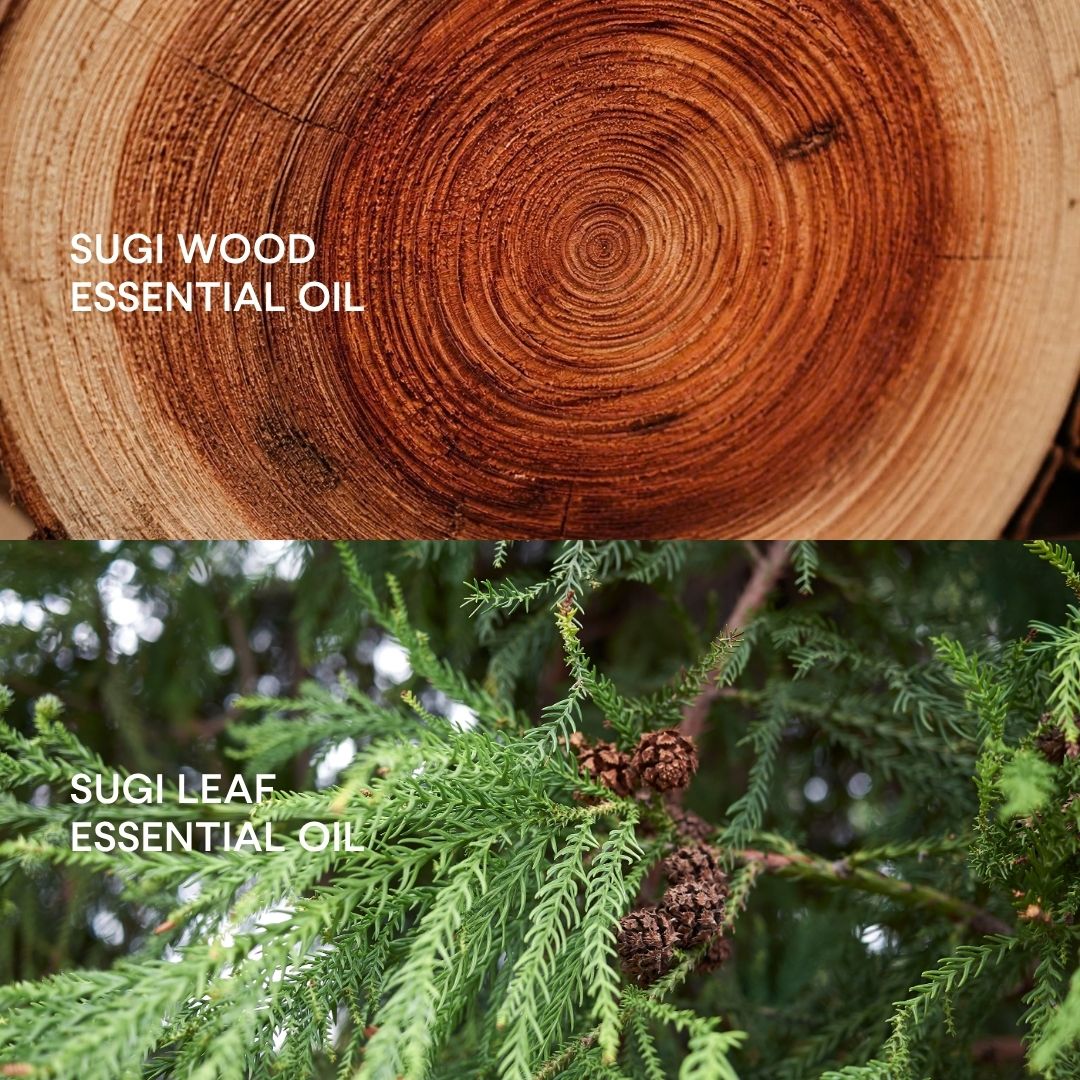 Japanese sugi essential oil from wood and leaves: What’s the difference?