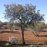 Australian Sandalwood Essential Oil