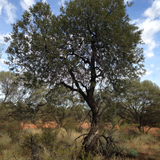 Australian Sandalwood Essential Oil
