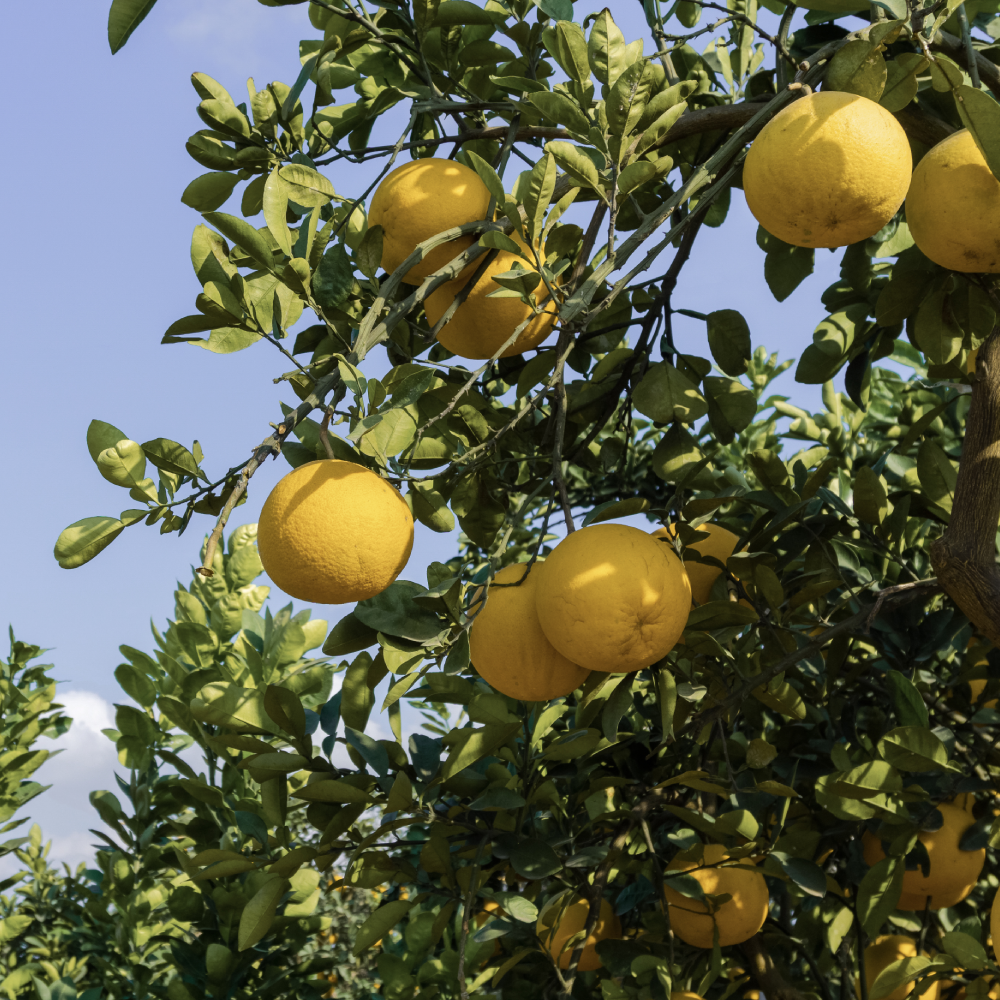 Dien Pomelo essential oil