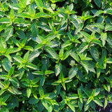 Japanese Peppermint Essential Oil