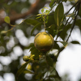 Green Mandarin Essential Oil