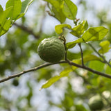 Kaffir Lime Essential Oil