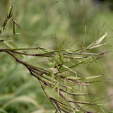 Citronella Essential Oil