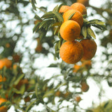 Tuyen Quang King Orange Essential Oil