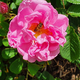 Damask Rose Essential Oil