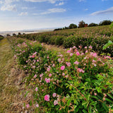 Damask Rose Essential Oil