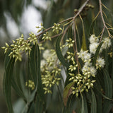 Eucalyptus Camaldulensis Essential Oil