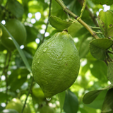 Fragrant Lemon Essential Oil
