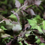 Perilla Essential Oil