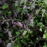 Perilla Essential Oil