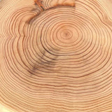 Yoshino Sugi Essential Oil