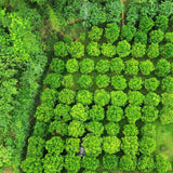 Tuyen Quang King Orange Essential Oil